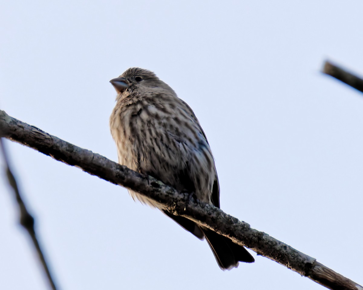 House Finch - ML646587982