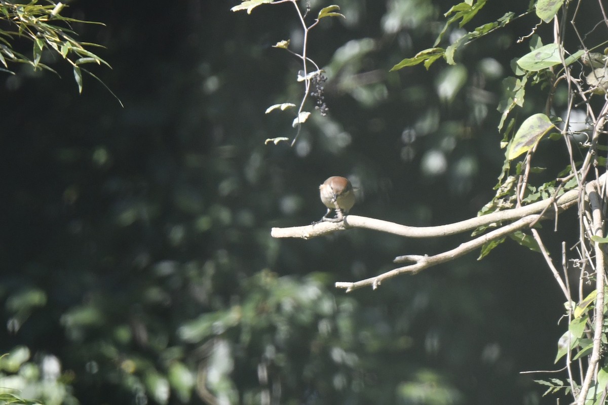 Сорокопуд японський - ML646587984