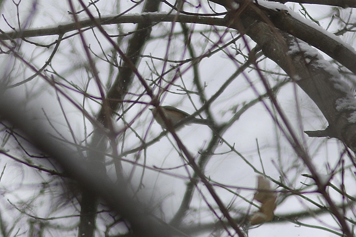 Tufted Titmouse - ML646587985