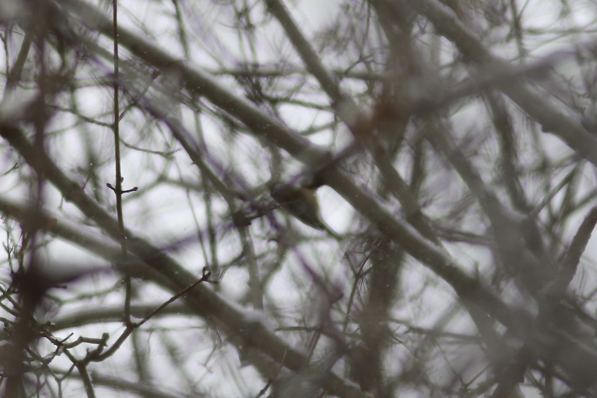 Tufted Titmouse - ML646587986