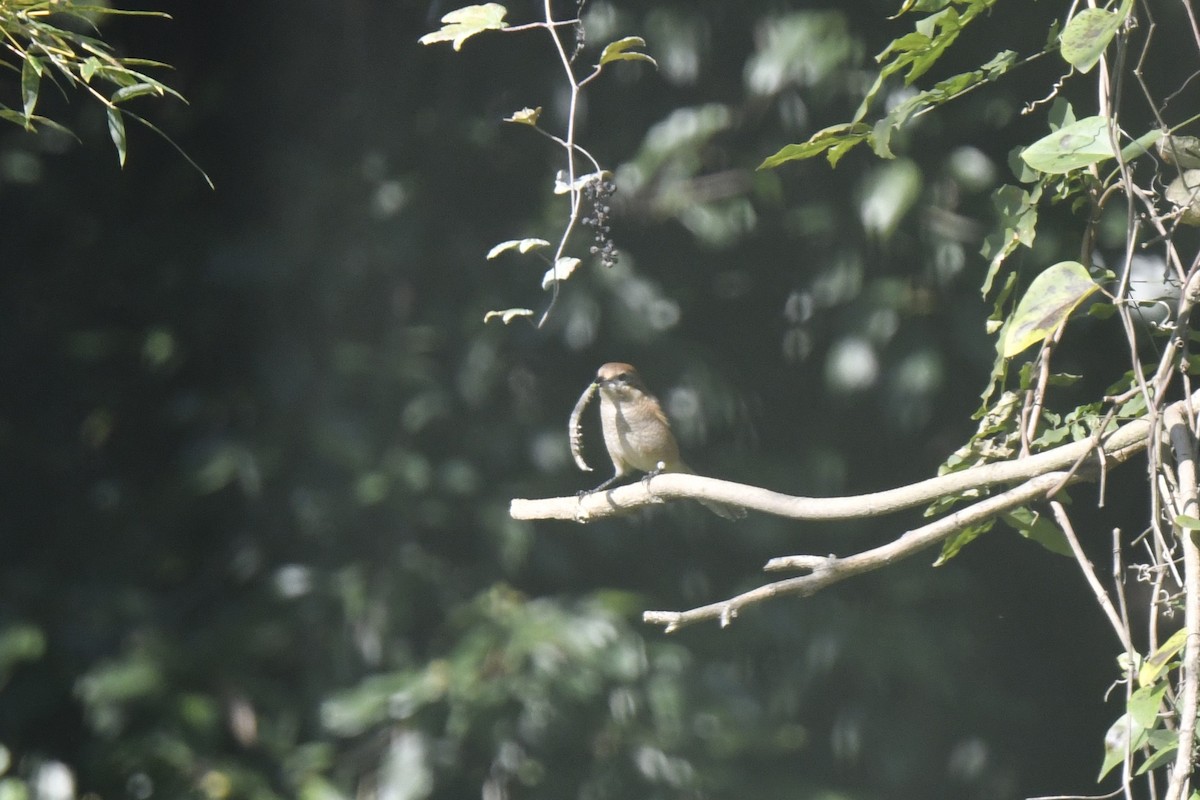 Сорокопуд японський - ML646588006