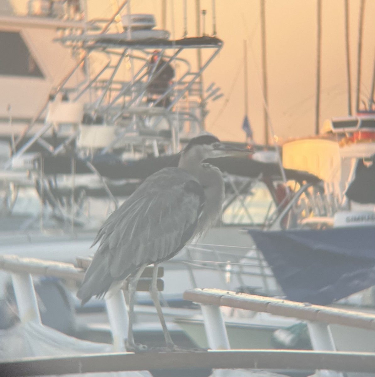 Great Blue Heron - ML646588010