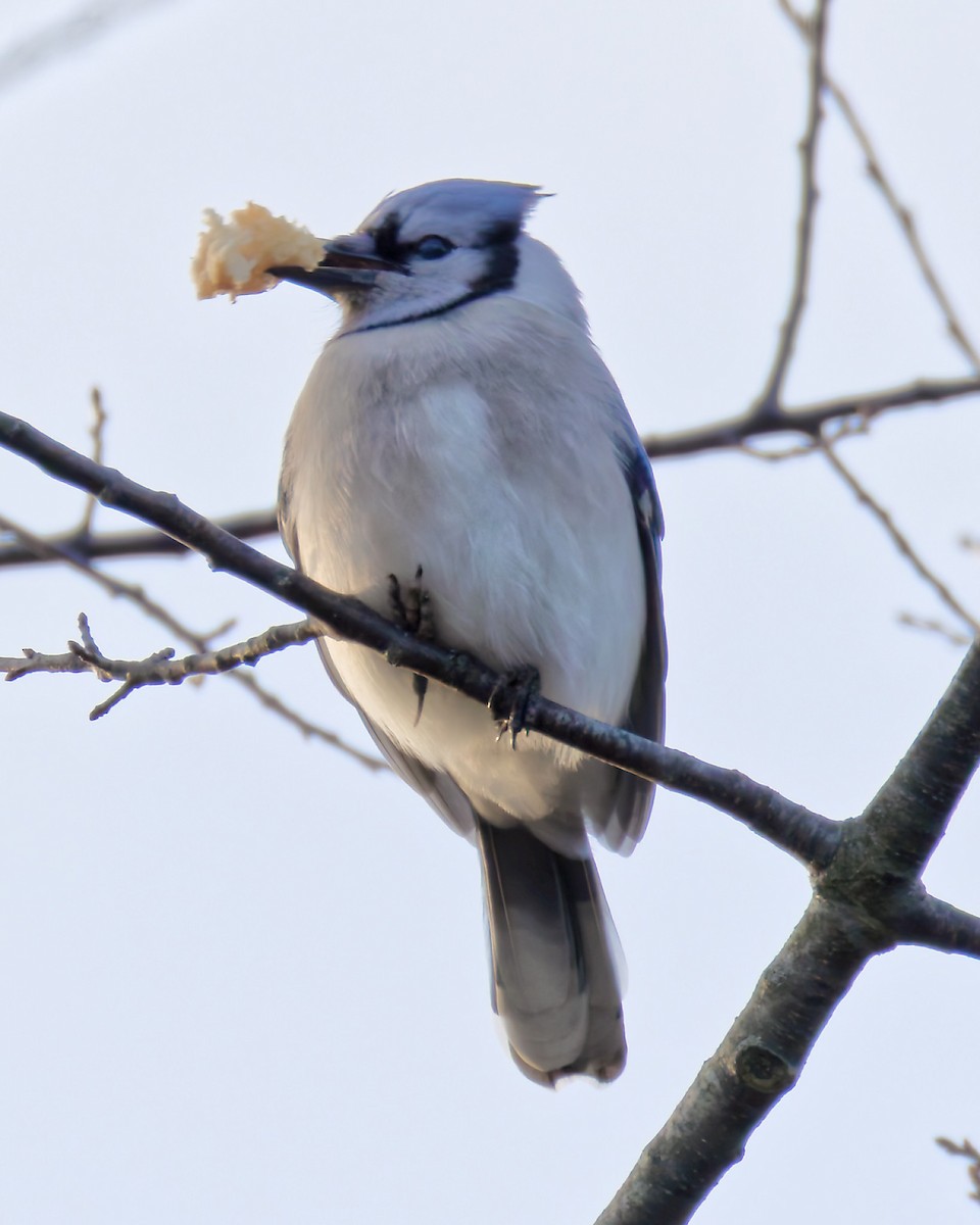 Blue Jay - ML646588013