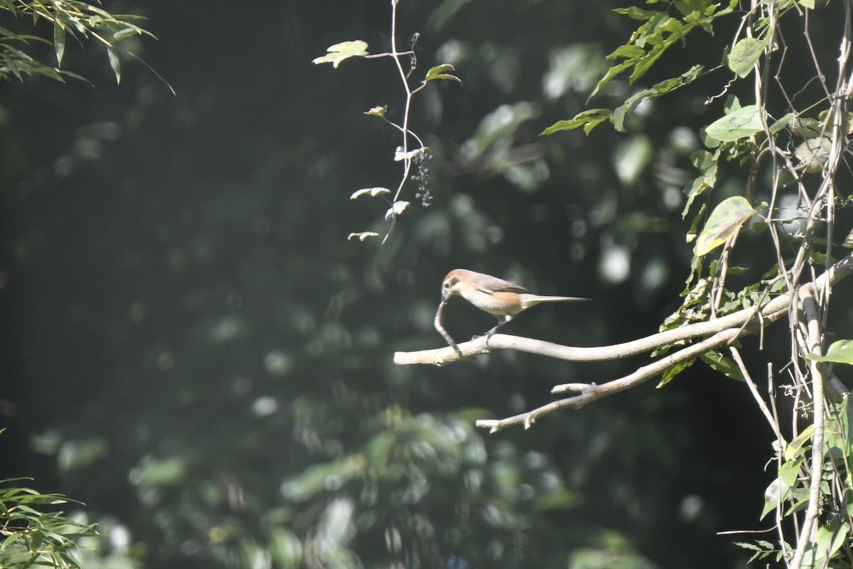 Сорокопуд японський - ML646588017