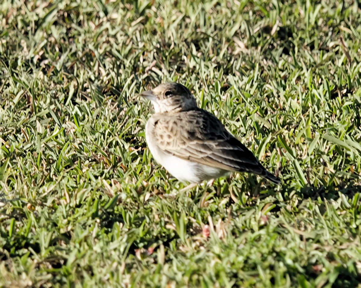 Fischer's Sparrow-Lark - ML646588018