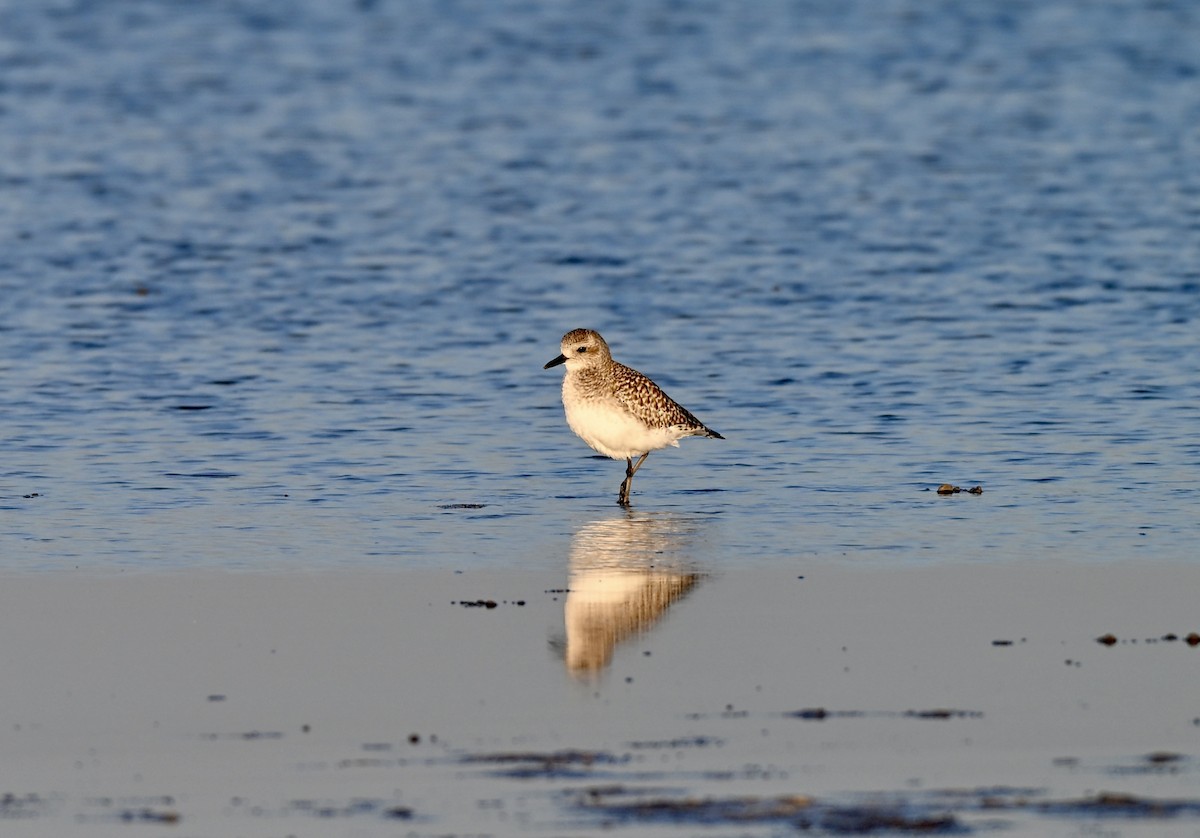 Pivieressa - ML646588021