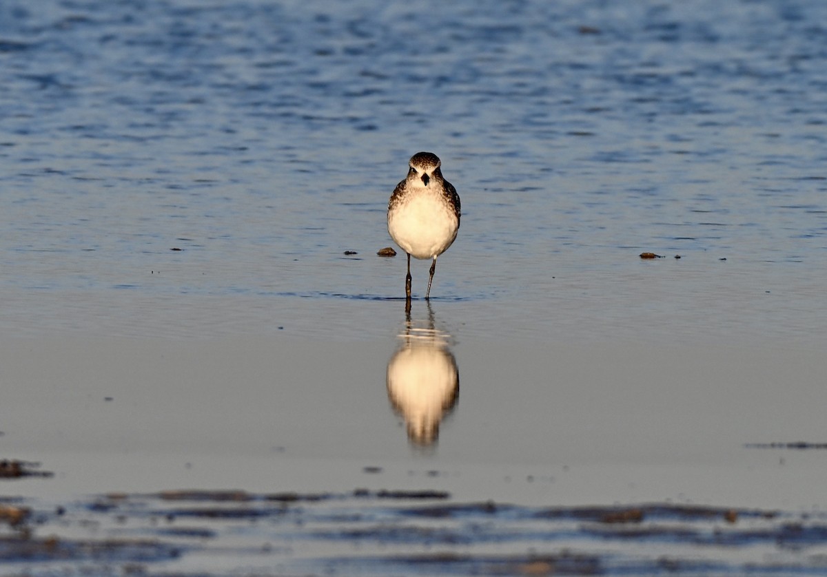 Pivieressa - ML646588022