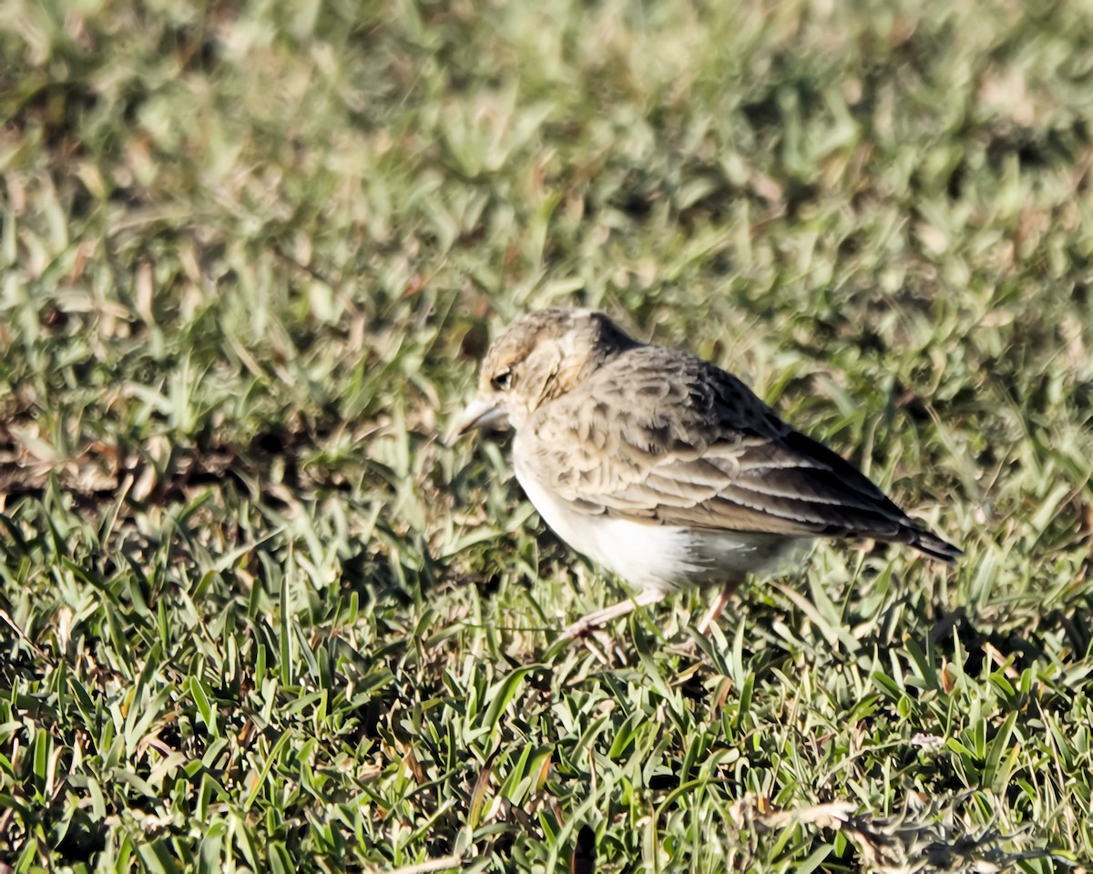 Fischer's Sparrow-Lark - ML646588024