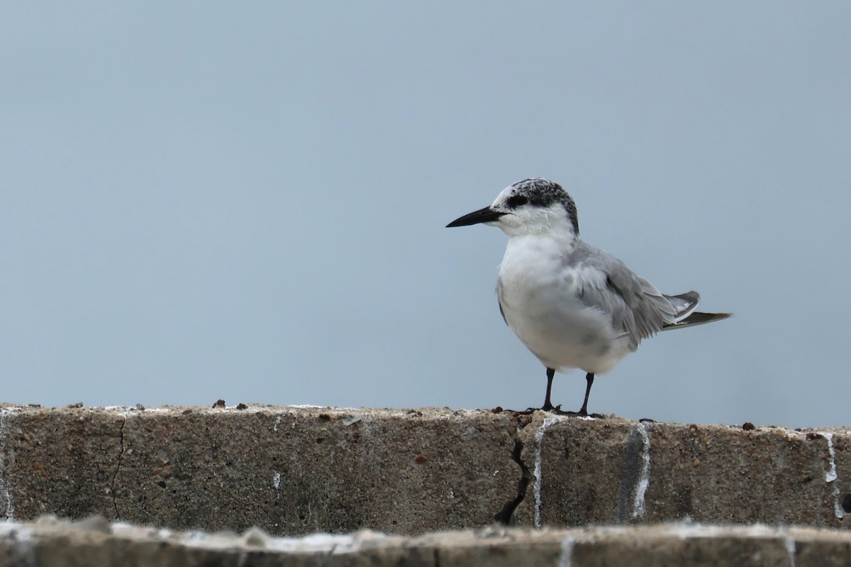 Whiskered Tern - ML646588026