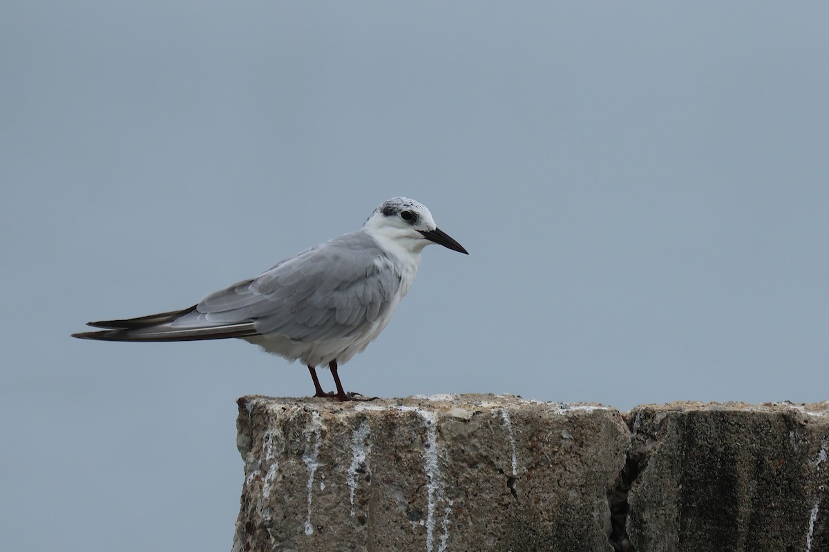 Whiskered Tern - ML646588027