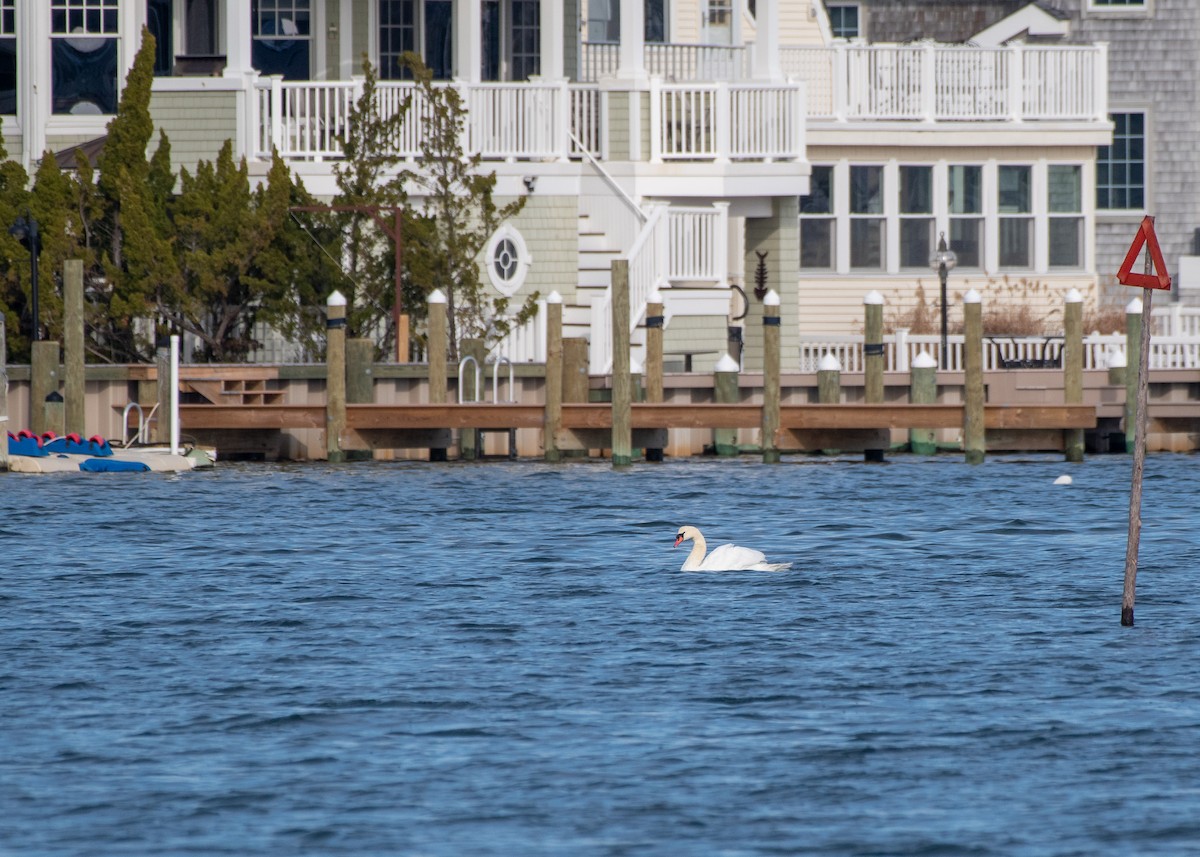 疣鼻天鵝 - ML646588029