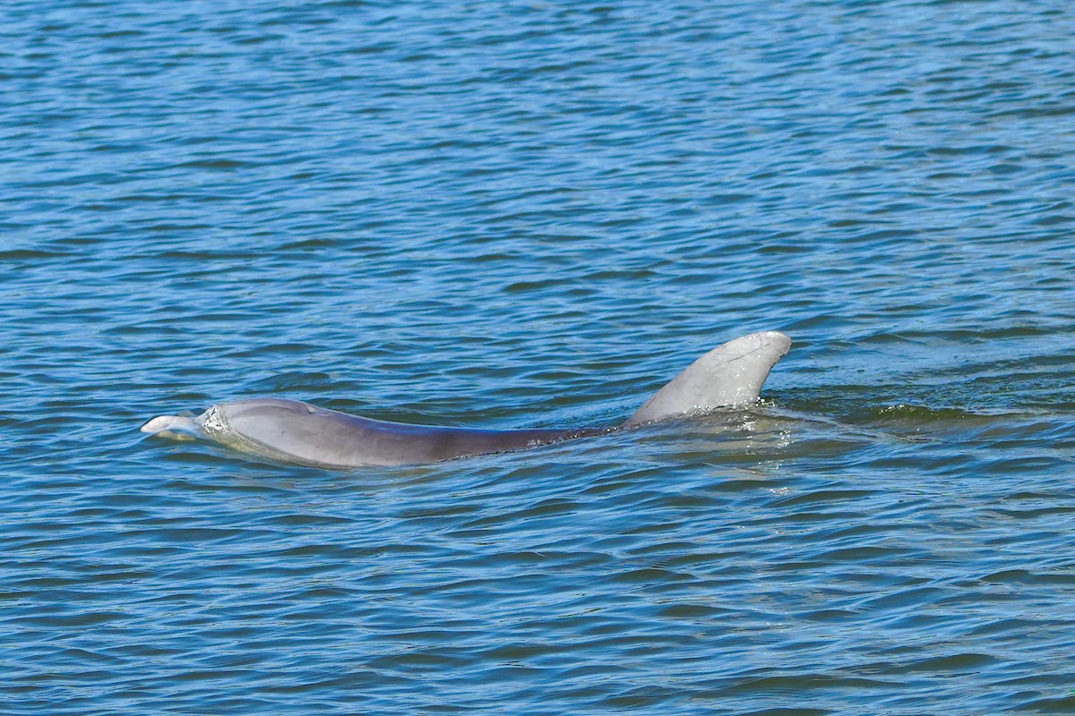 Bottlenose Dolphins - ML646588030