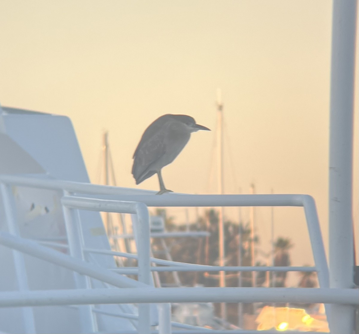 夜鷺 - ML646588032