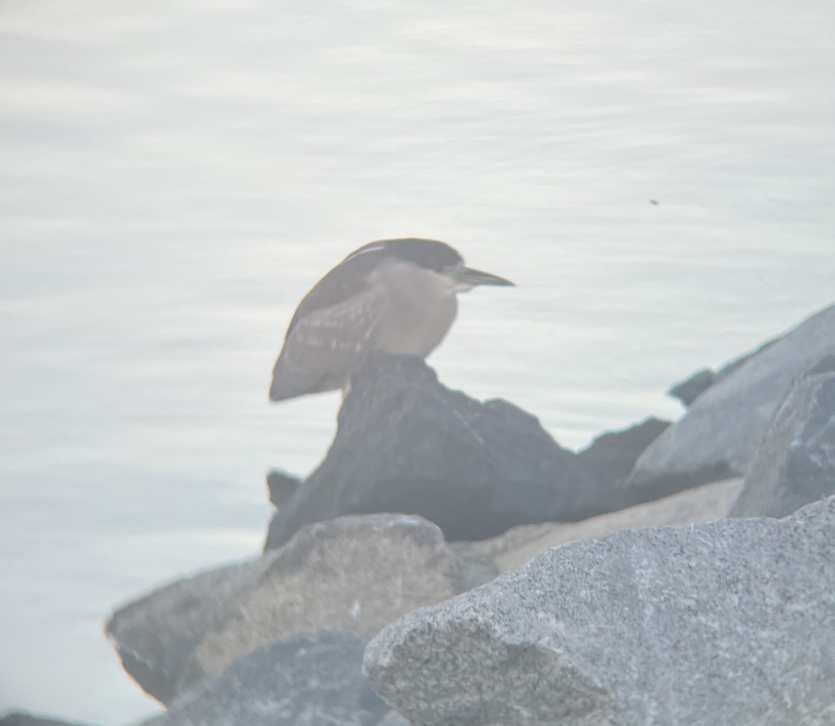 夜鷺 - ML646588033