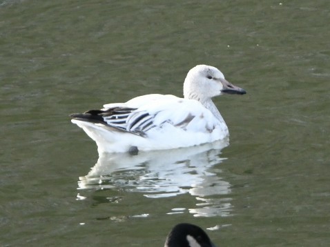 Snow Goose - ML646588034