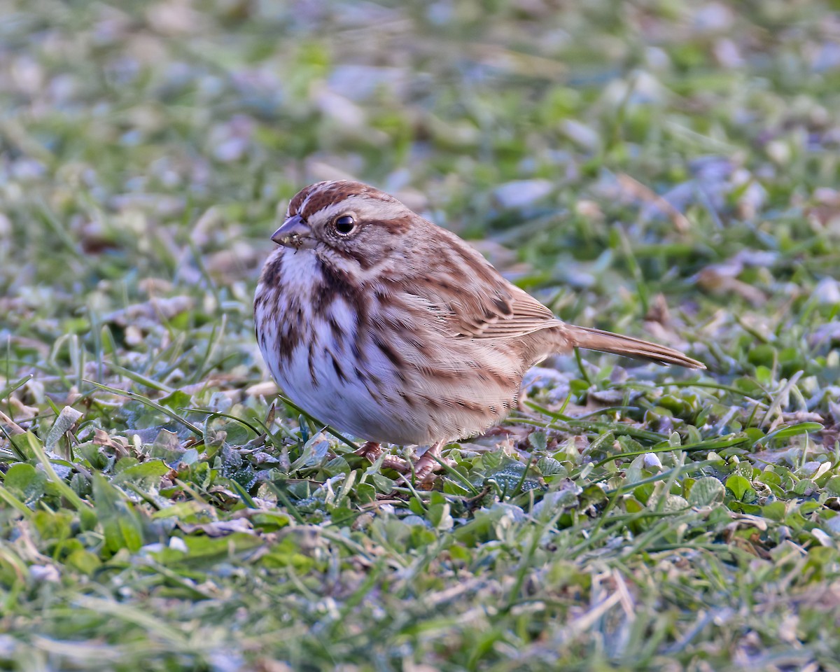 גיבתונית רוננת - ML646588035