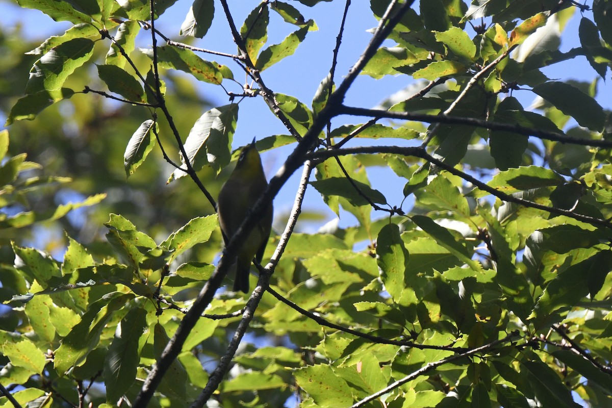 Окулярник японський - ML646588040