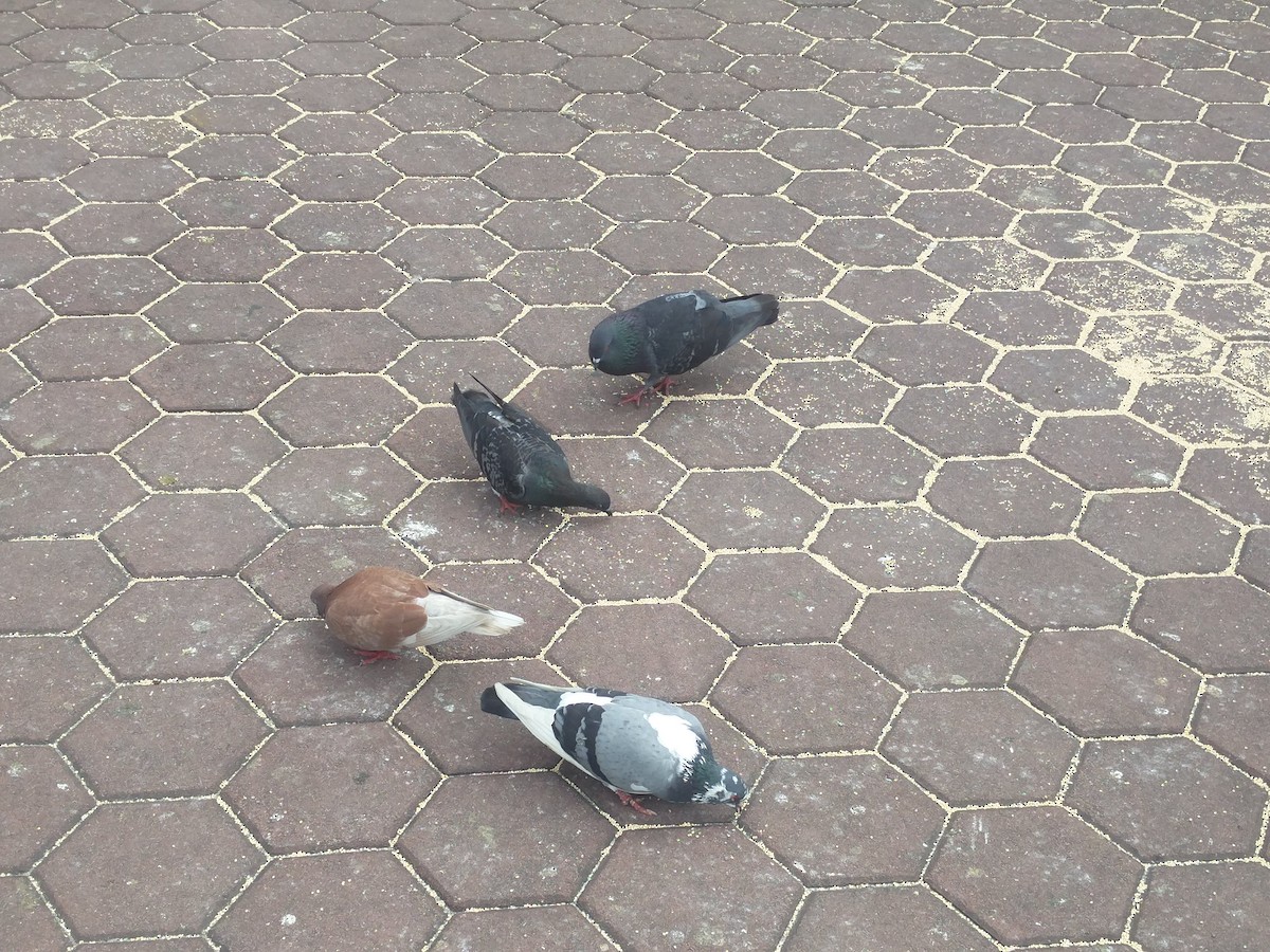 יונת בית - ML646588043