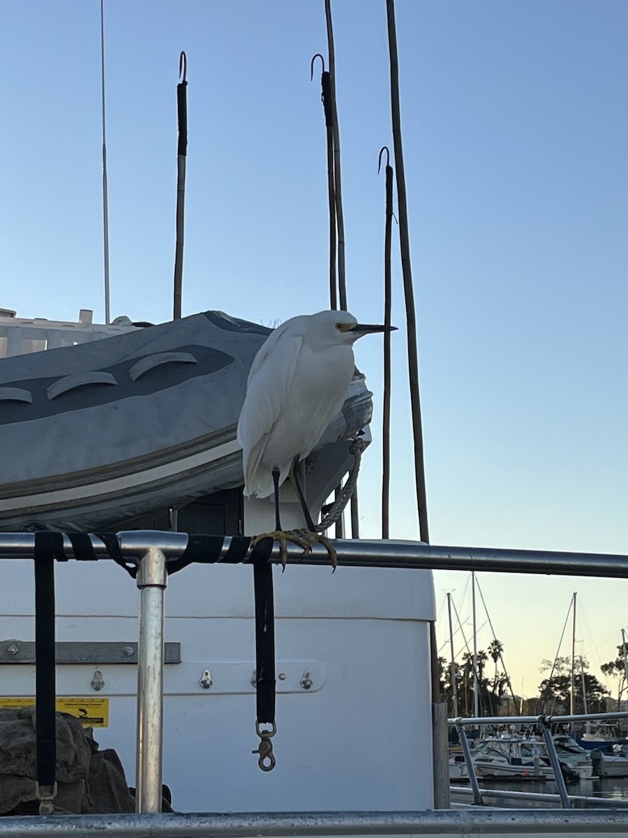 Snowy Egret - ML646588046