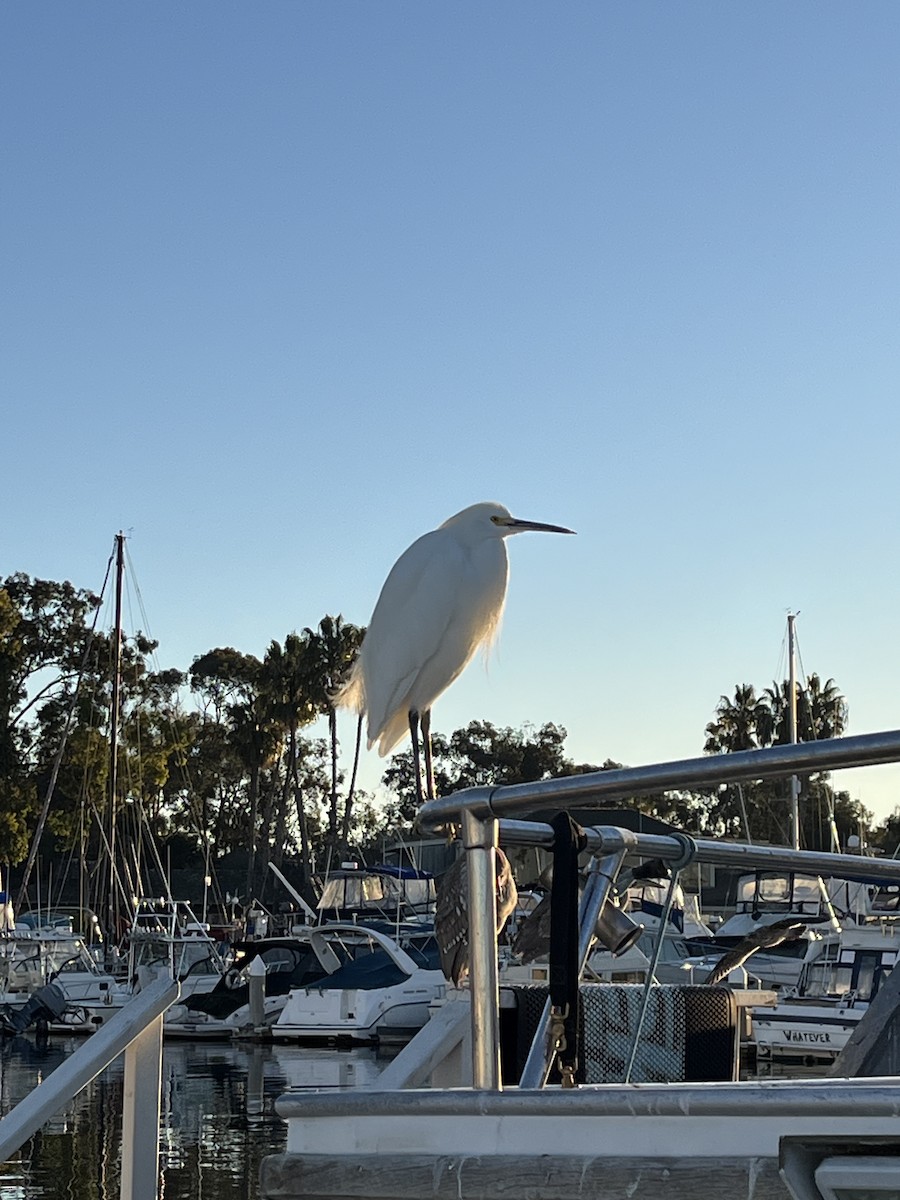 Snowy Egret - ML646588048