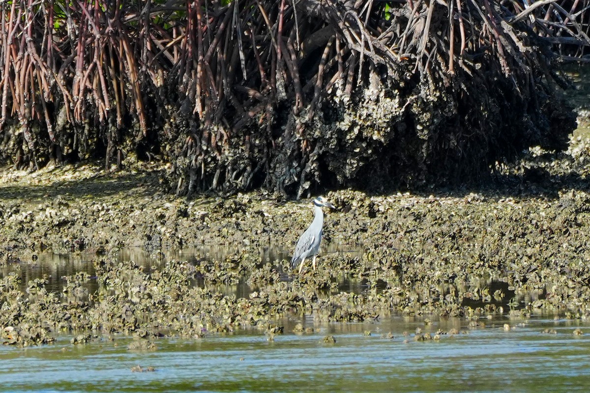 Квак чорногорлий - ML646588049