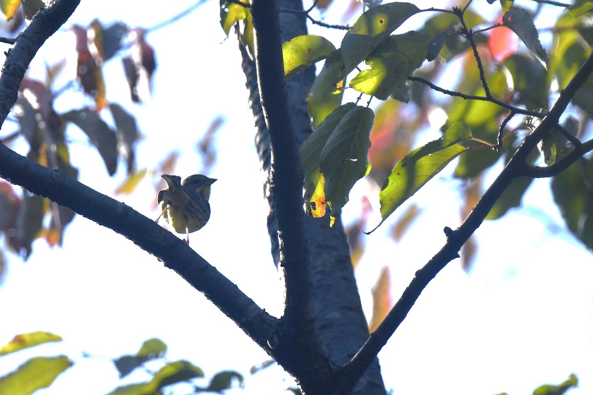 Вівсянка маскова - ML646588053