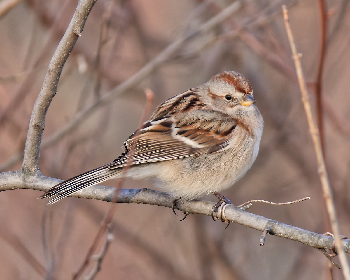 American Tree Sparrow - ML646588055