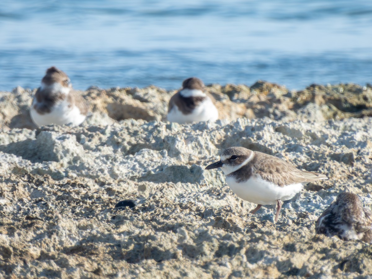 Wilson's Plover - ML646588056
