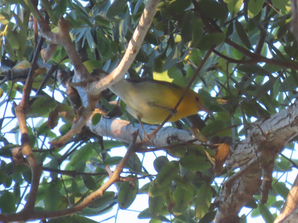 Prothonotary Warbler - ML646588057