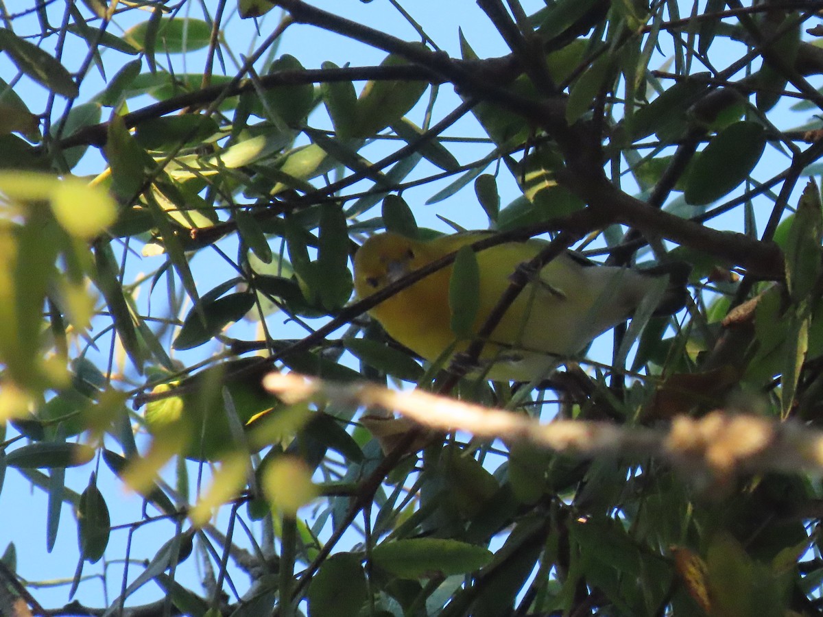Prothonotary Warbler - ML646588058
