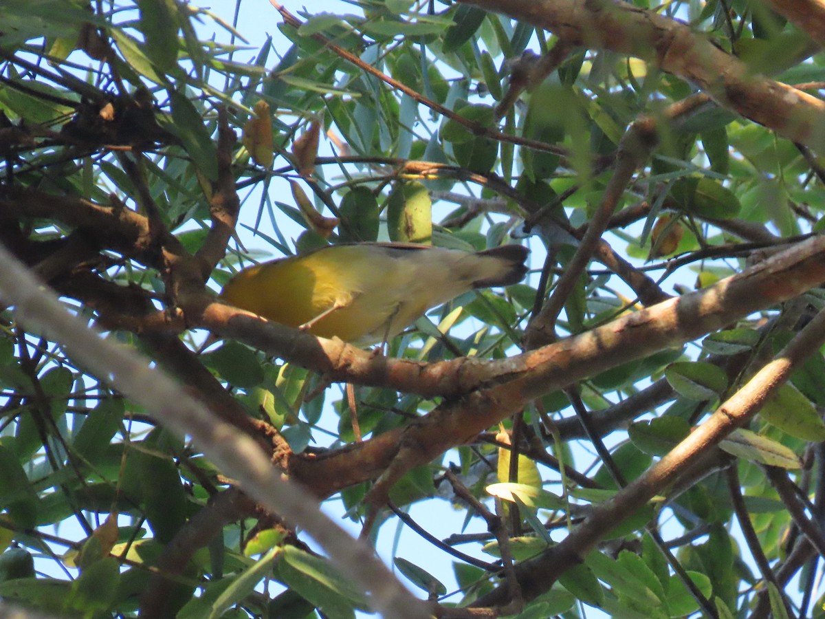 Prothonotary Warbler - ML646588059