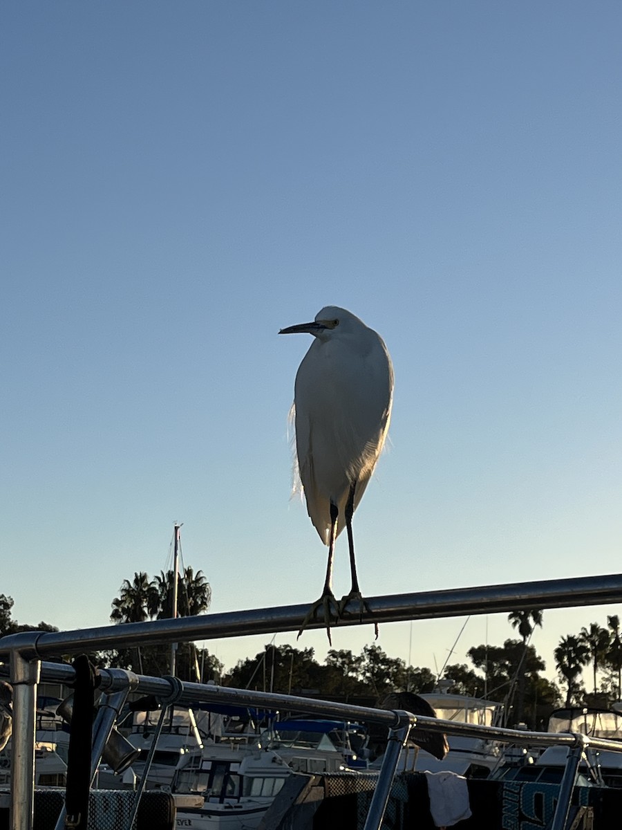 Snowy Egret - ML646588061