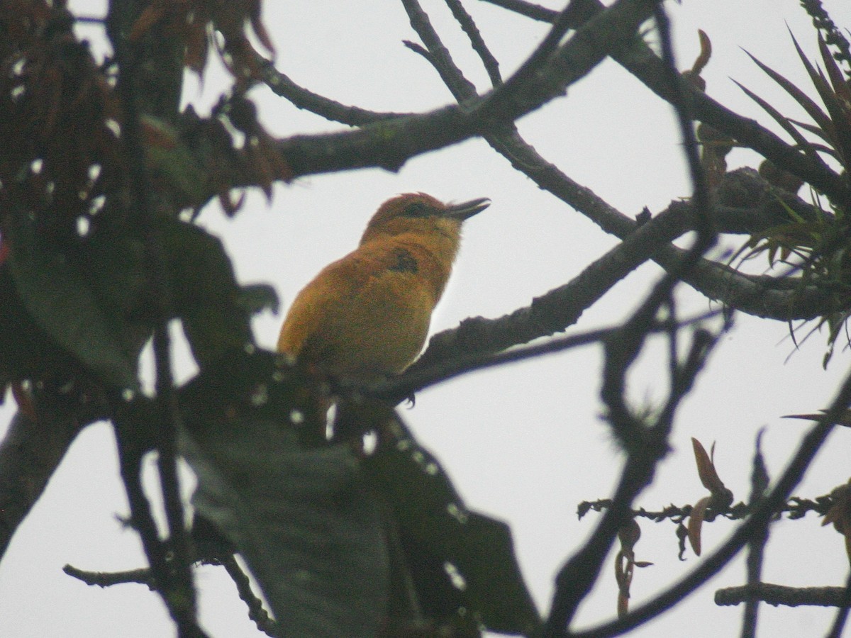 Ochraceous Attila - ML646588064