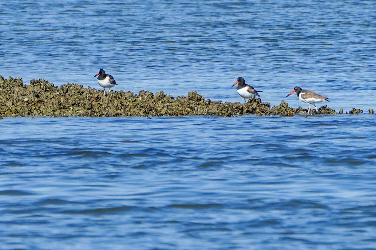 Кулик-сорока американський - ML646588065