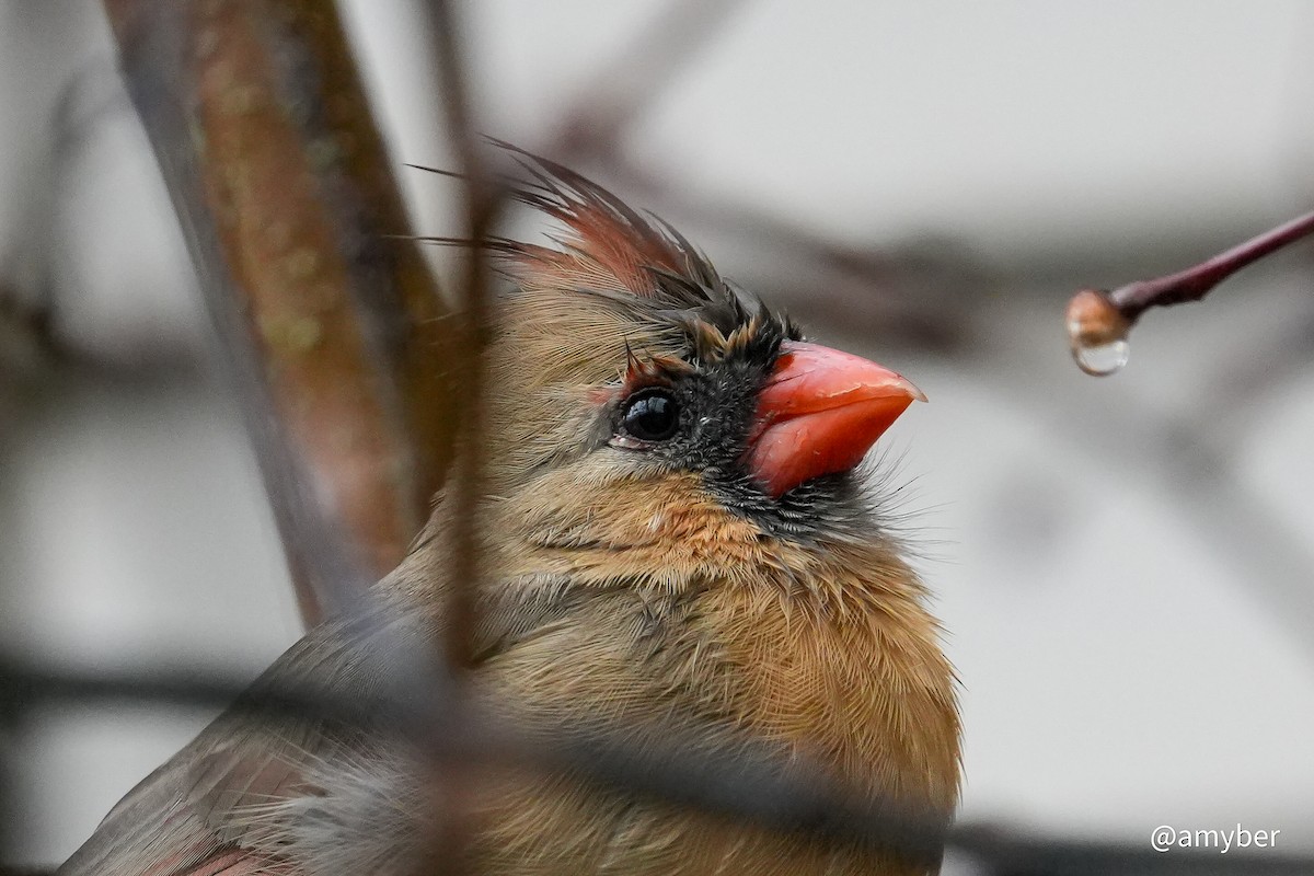 Northern Cardinal - ML646588068