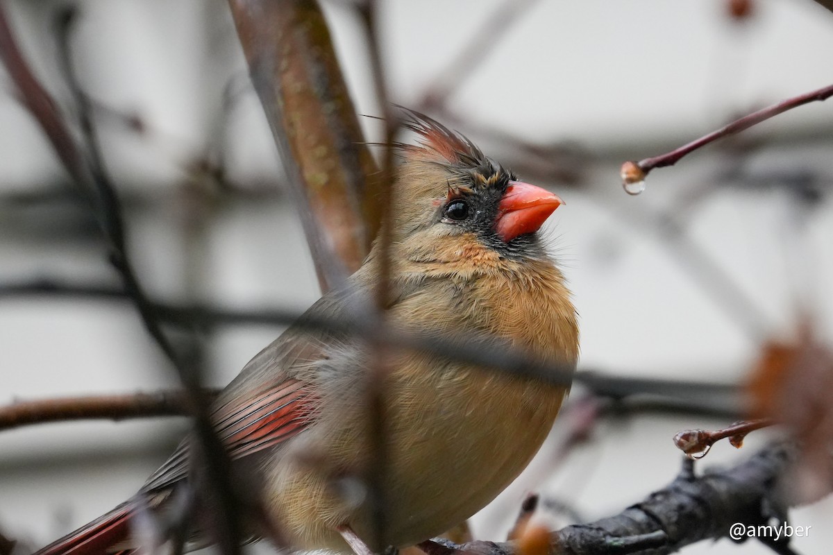 Northern Cardinal - ML646588069
