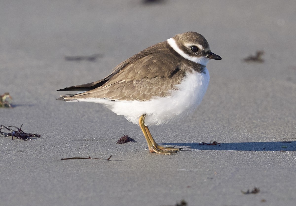 amerikasandlo - ML646588073