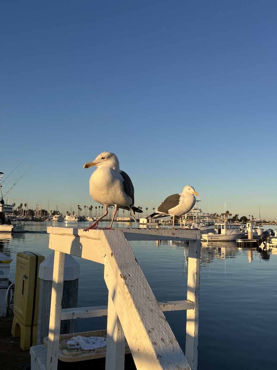 Western Gull - ML646588074