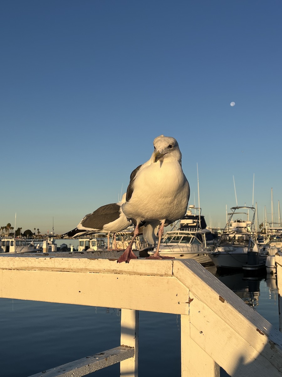 Gaviota Occidental - ML646588075