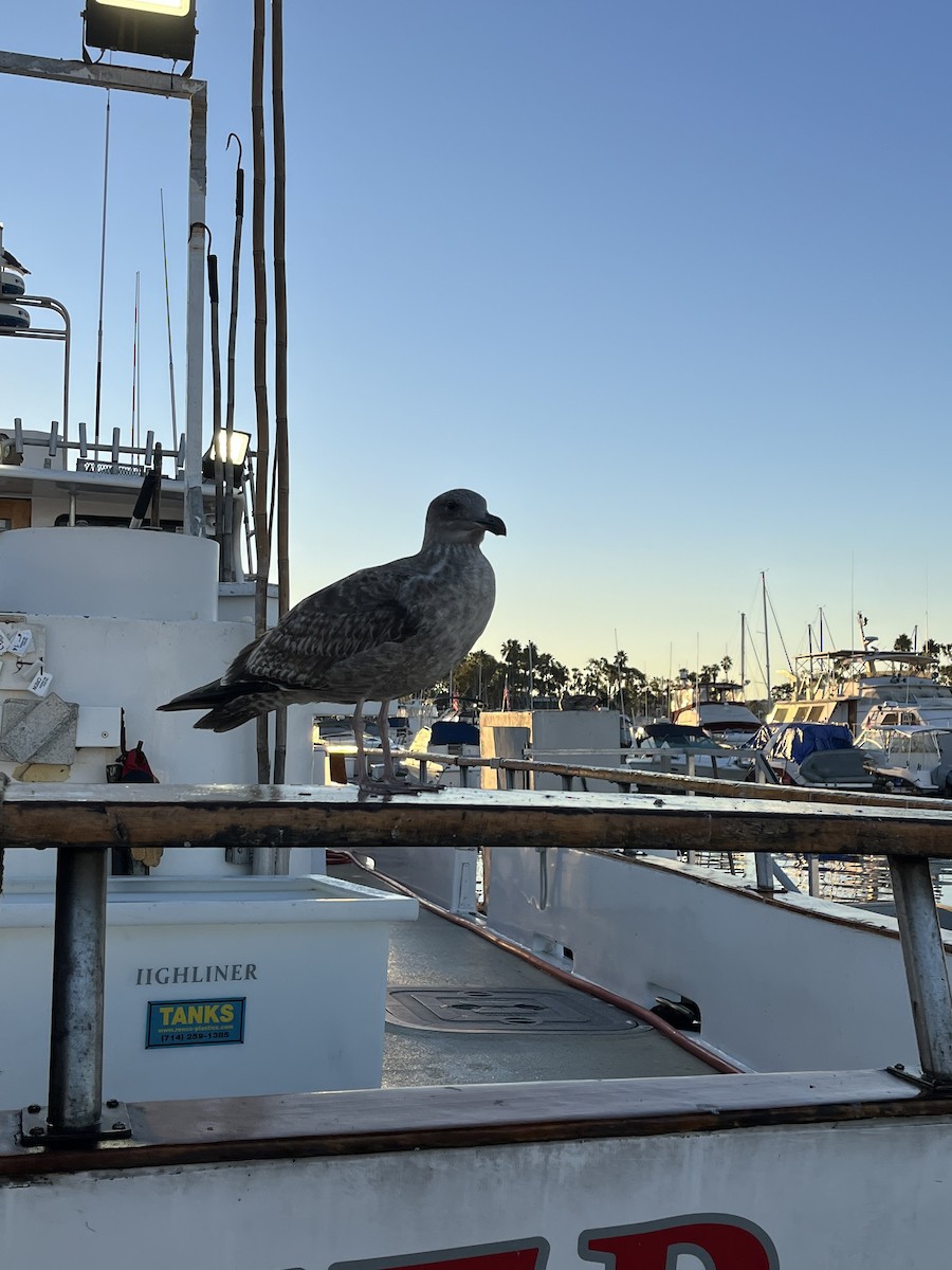Gaviota Occidental - ML646588077