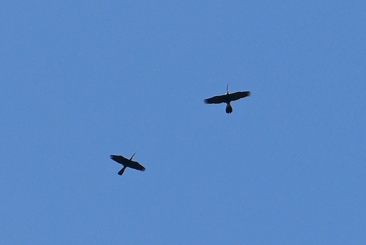 Oriental Darter - ML646588084