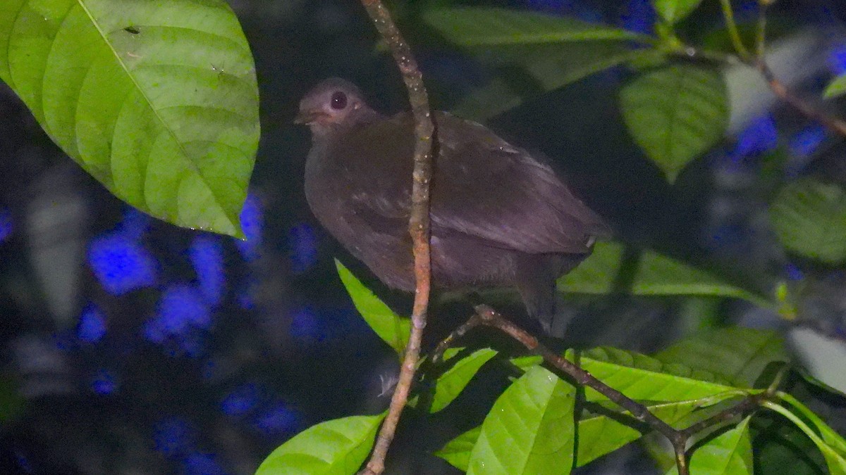 Red-billed Brushturkey - ML646588085