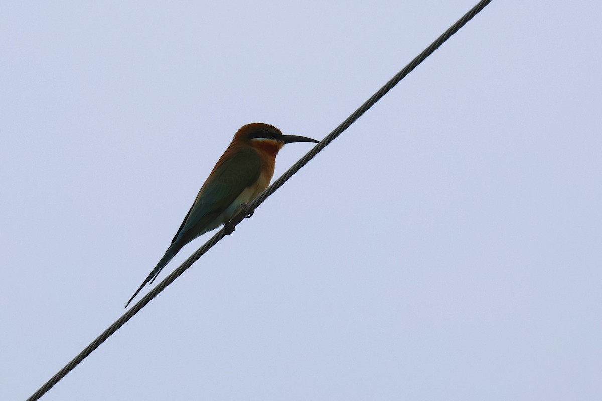 Blue-tailed Bee-eater - ML646588086