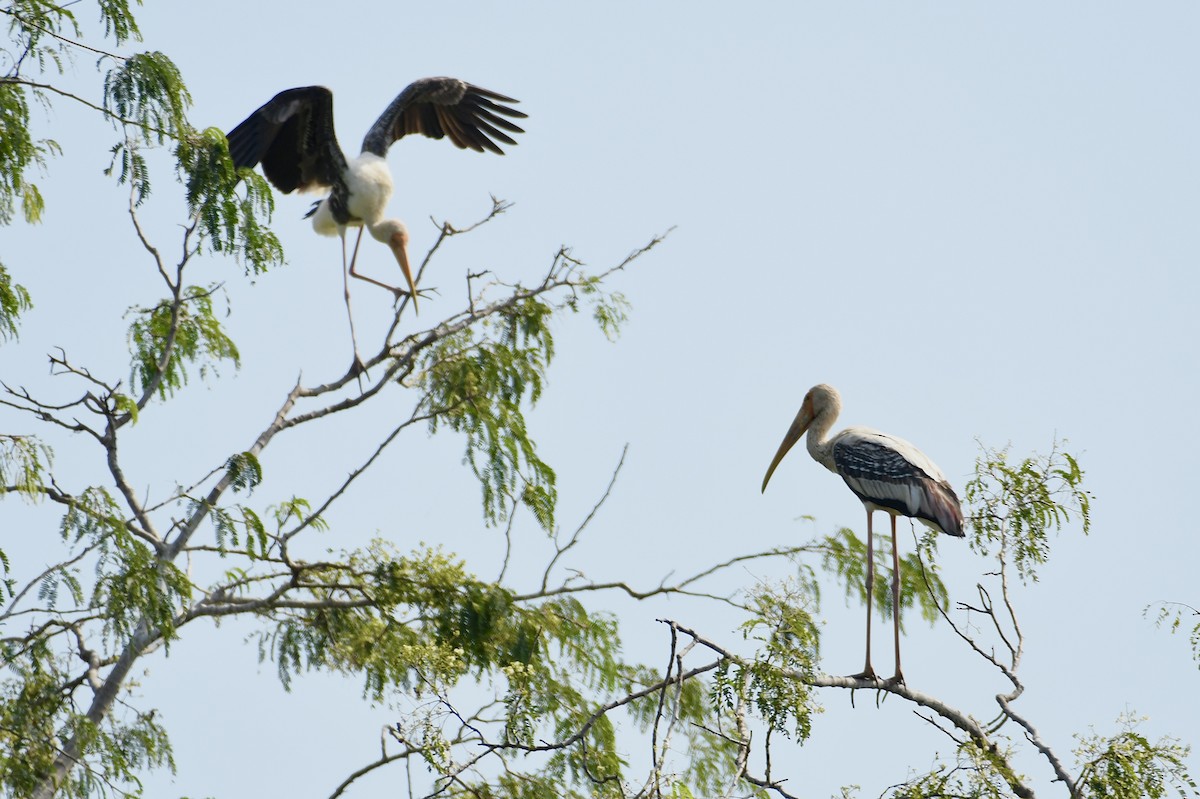 Painted Stork - ML646588088