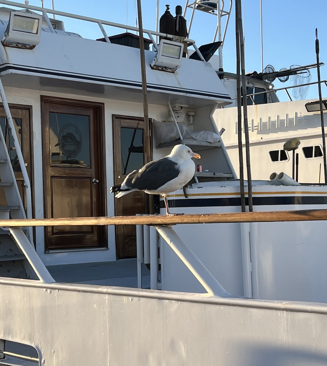 Gaviota Occidental - ML646588092