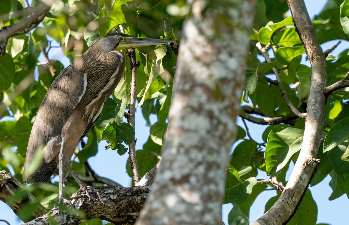 Bare-throated Tiger-Heron - ML646588093