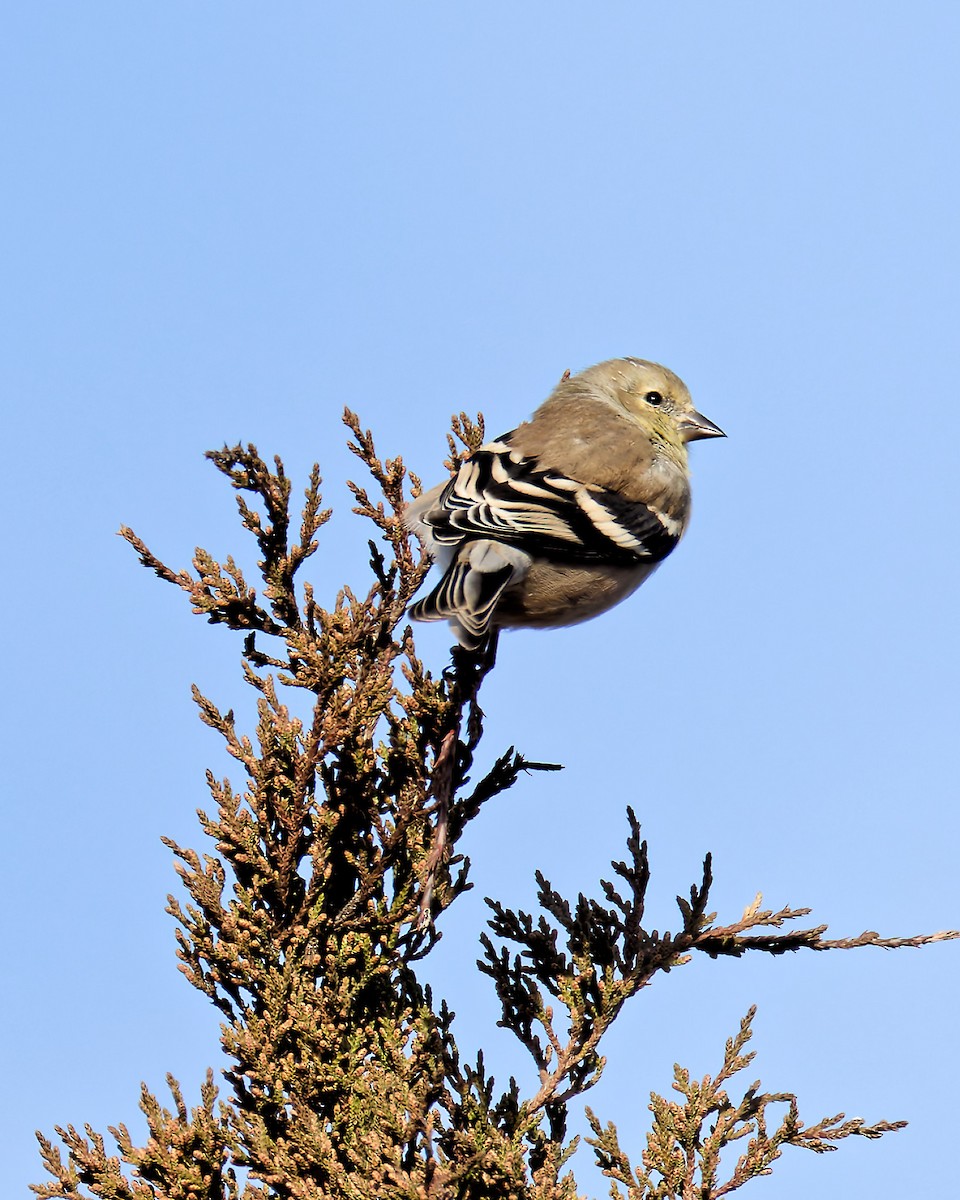 American Goldfinch - ML646588099