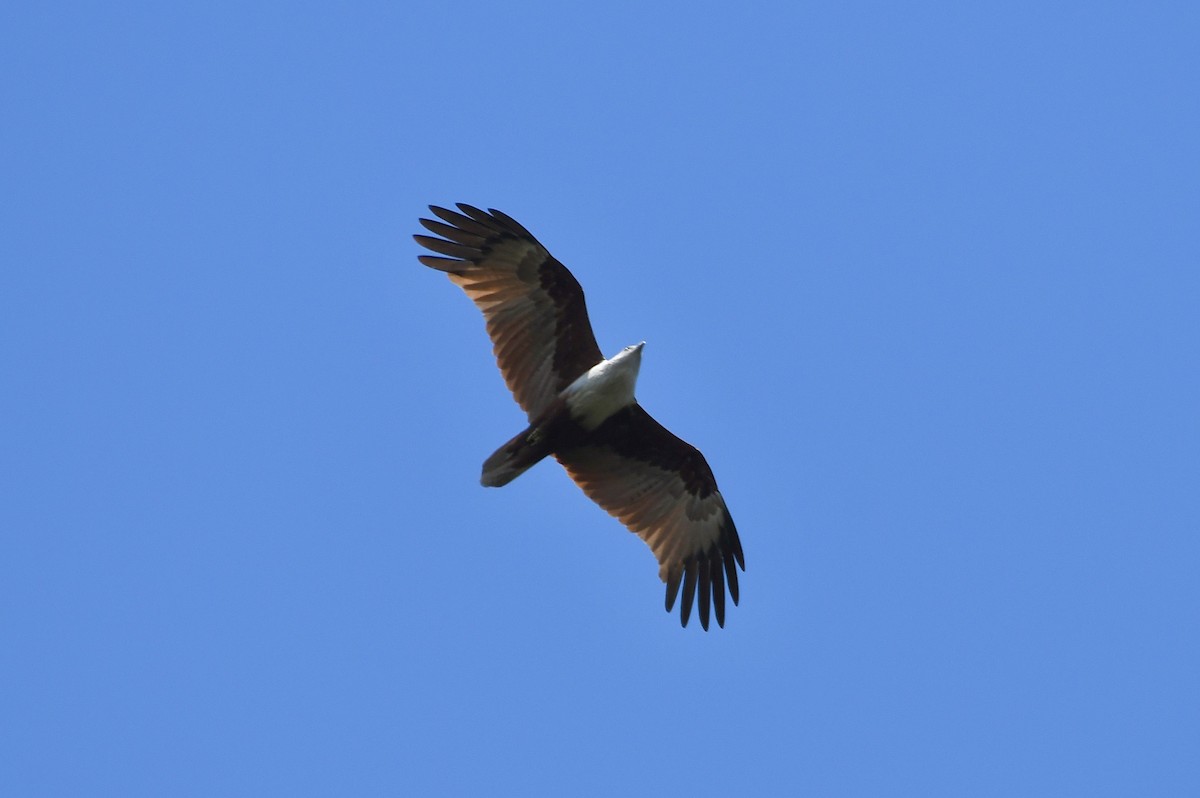 Brahminy Kite - ML646588100
