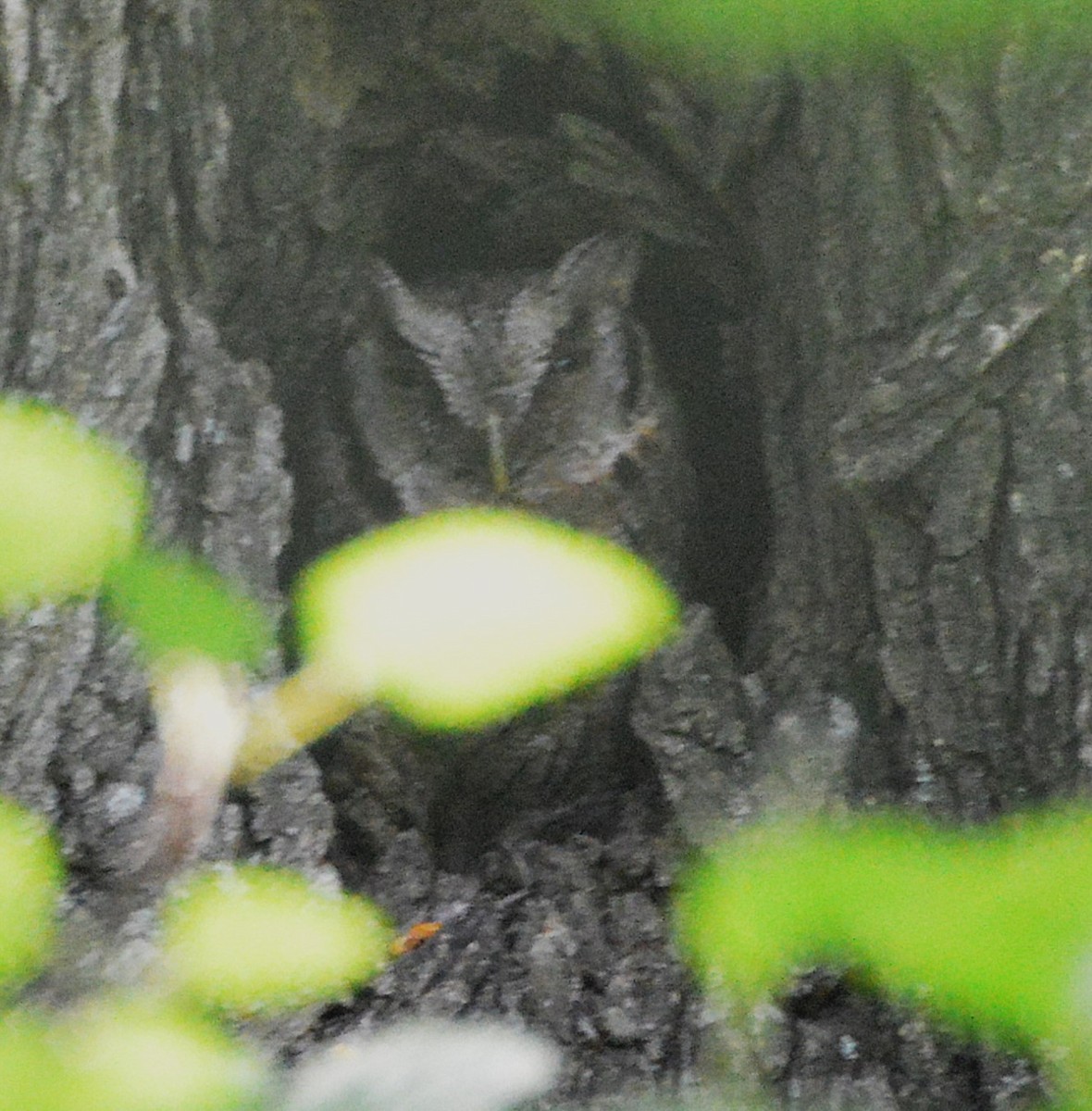 Tropical Screech-Owl - ML646588103