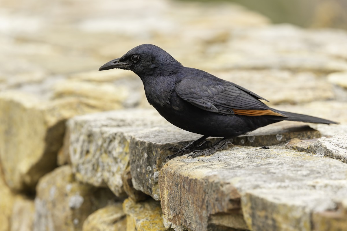 Red-winged Starling - ML646588104